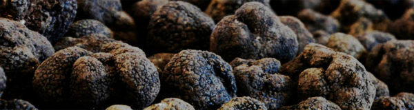 Les truffes du Périgord noir