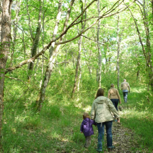 Balade en forêt autour du camping