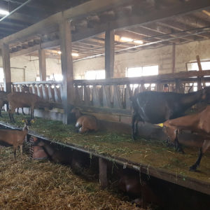 Les chèvres de la fromagerie du Périgord