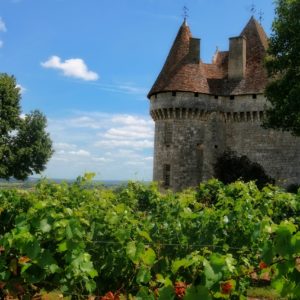 vignes du Périgord vert à Monbazillac